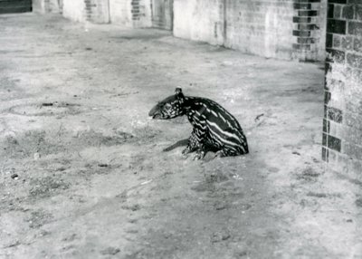 A four day old Malayan Tapir at London Zoo by Frederick William Bond